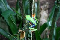 Rotaugenlaubfrosch &ndash; &copy; Annett Müller (Eberhardt TRAVEL)